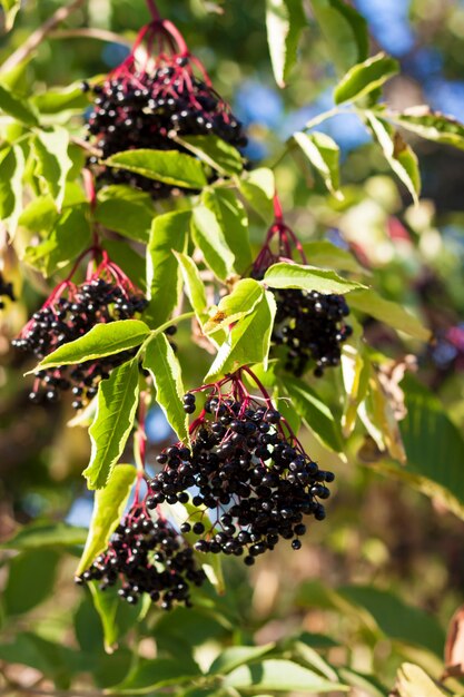 Branch of Sumbucus plant with ripe berries