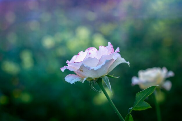 庭に甘いピンクと黄色のバラの枝