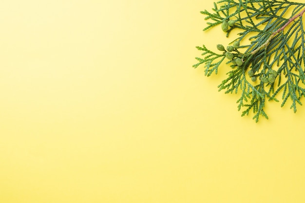 Branch thuja on yellow background with copy space.