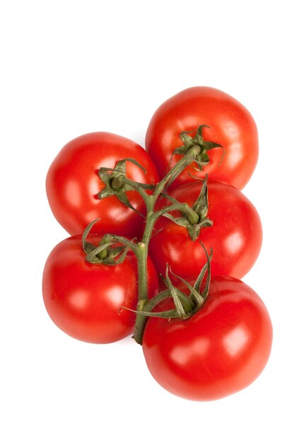 Branch of tomatoes isolated