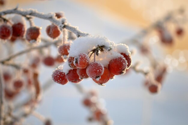 雪に覆われた背景で雪で覆われた木の枝