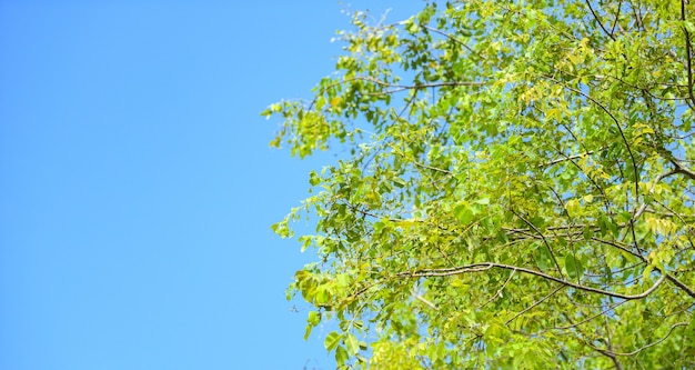 Branch tree, green leaf on blue sky background in tropical forest.