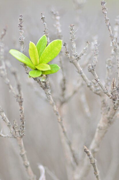 Branch tree green