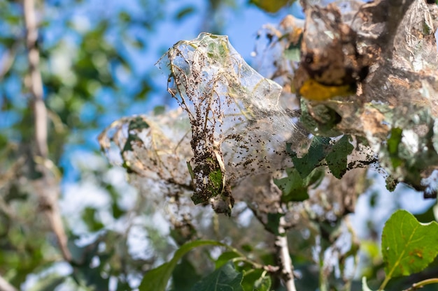 The branch of the tree is densely covered with cobwebs, in which the larvae of a white butterfly. The tree is affected by cobwebs