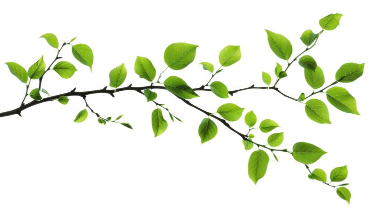 Photo branch tree isolated green tree branch with white leaves in spring