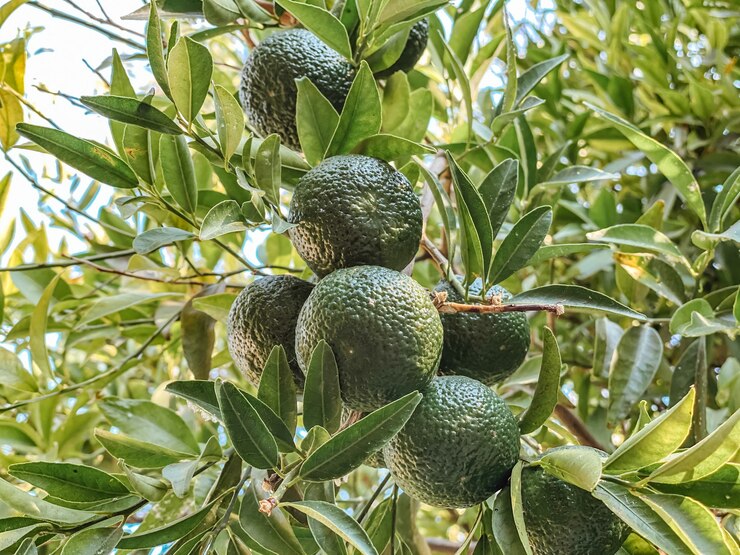 On a branch on a tree, ripe green tangerines against a background of trees and leaves in green natural tones.