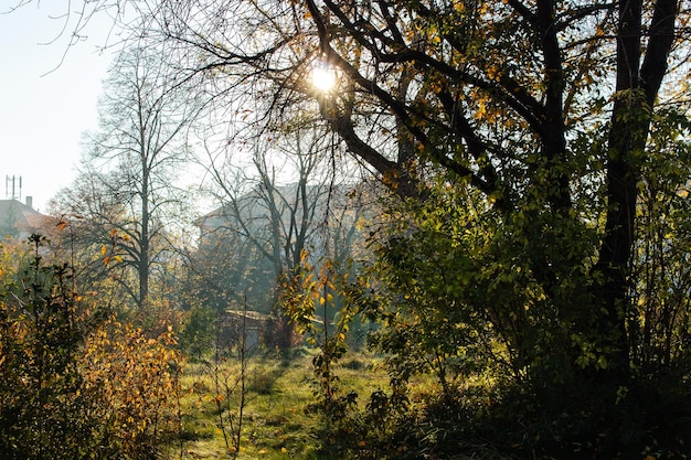 Photo branch and tree shades in mist