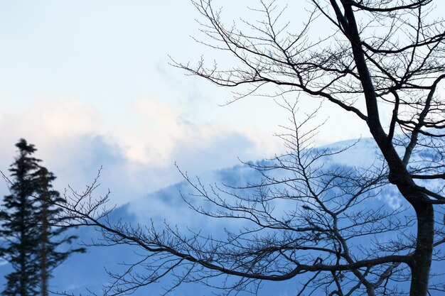 Branch of tree in winter