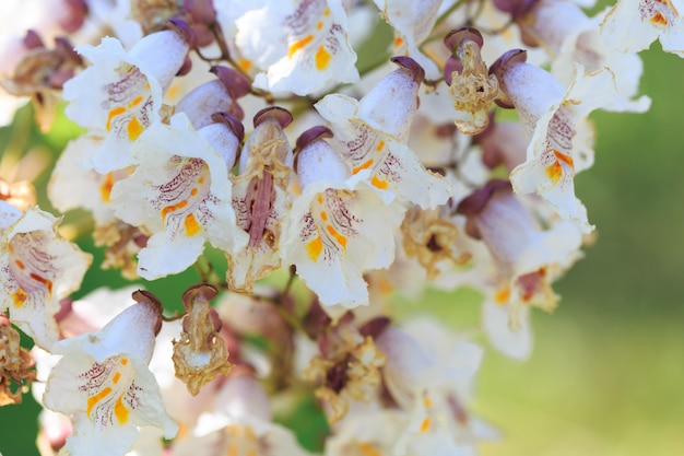 A branch of a tree with a blooming bunch of white flowers