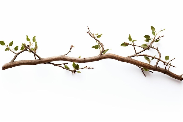 Photo a branch of a tree with a branch that has the word  t  on it