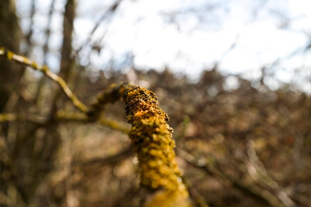A branch of a tree with bright moss. Close-up. Spring. High quality photo