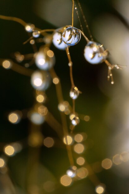 branch of tree with drops of dew and water