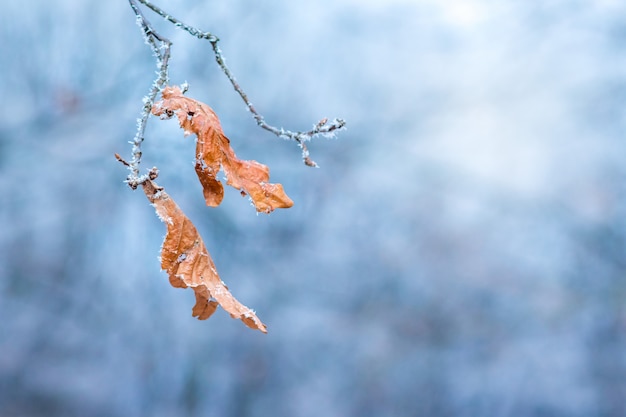 Ramo di un albero con foglie secche, coperto di brina, su uno sfondo blu in una chiara giornata gelida invernale