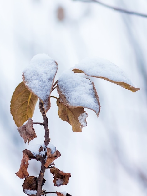 Branch of tree with dry orange leaves, covered with snow. Winter day in the garden_