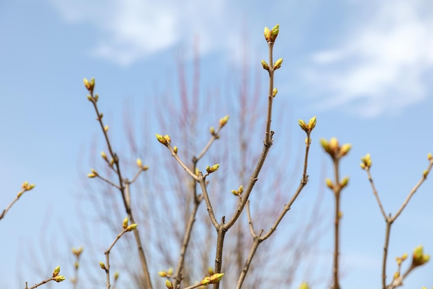 A branch of a tree with early spring buds against a blue sky with white clouds on a sunny day