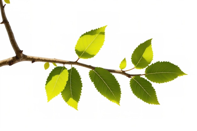 A branch of a tree with green leaves against a white background.