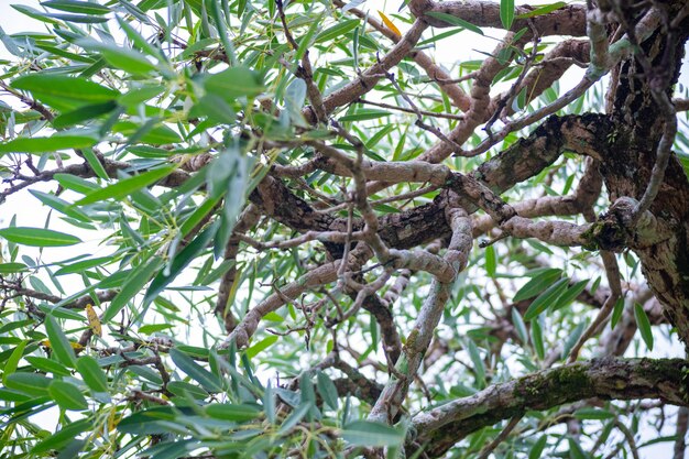 Branch of the tree with green leaves and branches in the garden