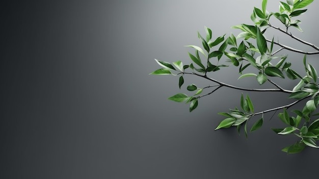 A branch of a tree with green leaves on gray background