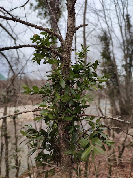 A branch of a tree with green leaves in the spring forest.