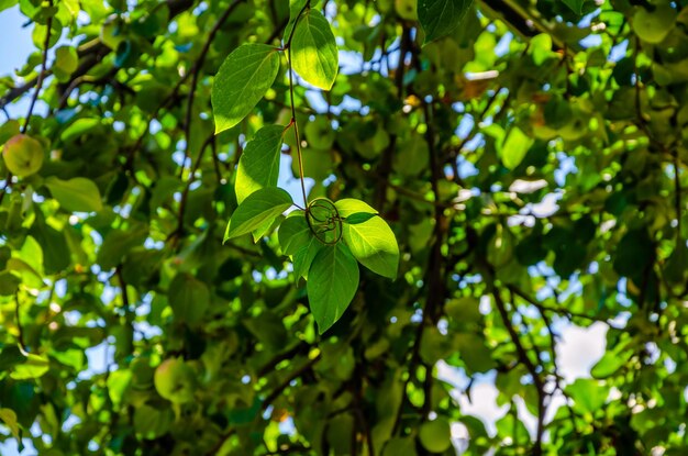 A branch of a tree with green leaves and the sun shining through the leaves.