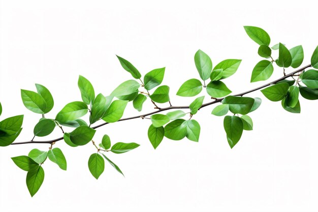 a branch of a tree with green leaves