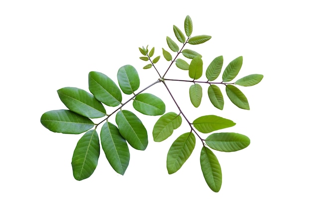 A branch of a tree with green leaves