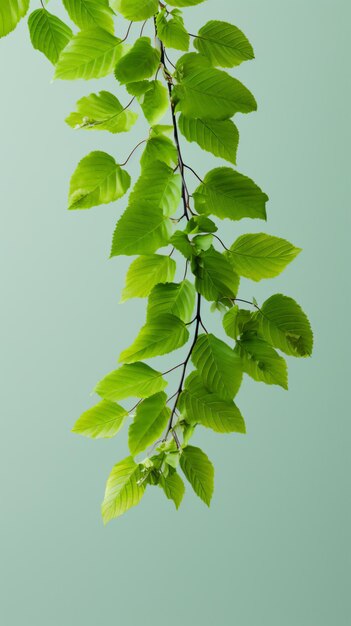 A branch of a tree with green leaves