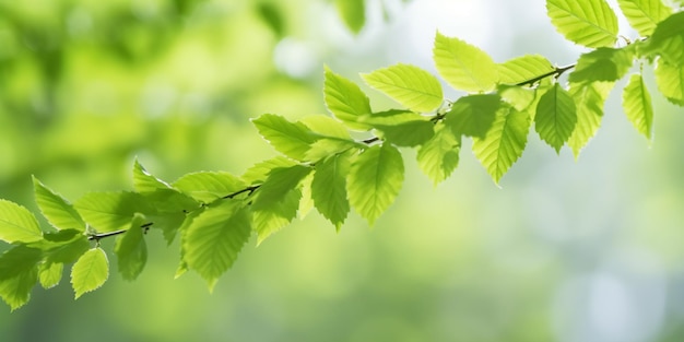 a branch of a tree with green leaves