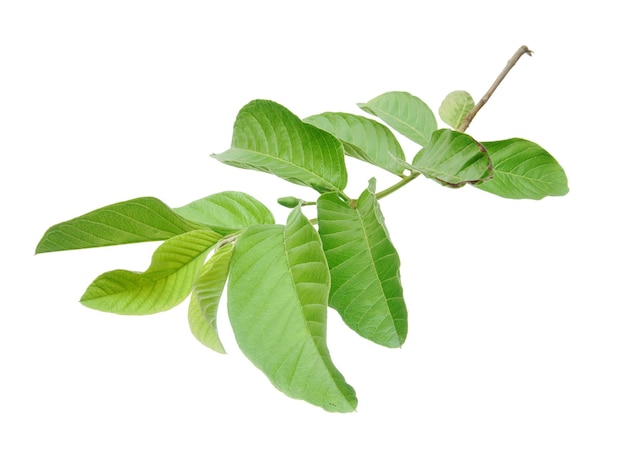 A branch of a tree with guava leaves isolated on white background