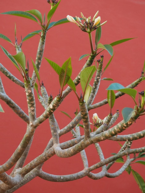 A branch of a tree with leaves and a red background.