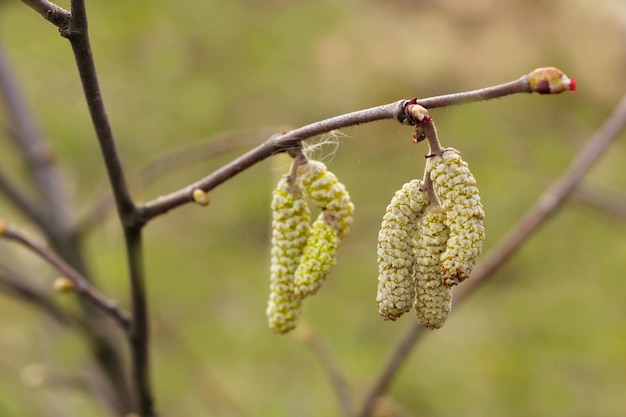 A branch of a tree with the leaves of a tree with the seeds of a nut.