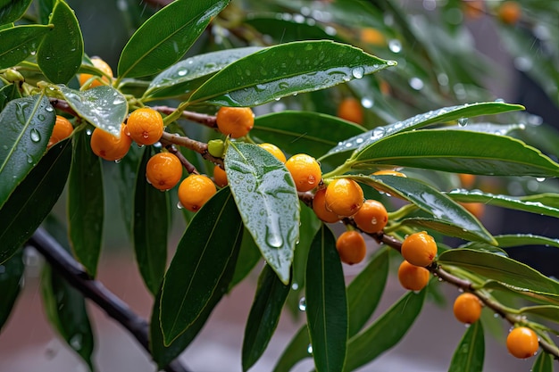 A branch of a tree with orange fruit on it