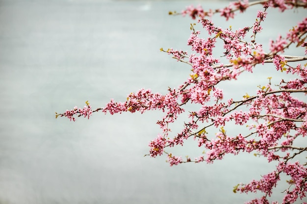 A branch of a tree with pink flowers on it