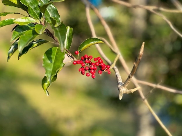 A branch of a tree with red berries and green leaves