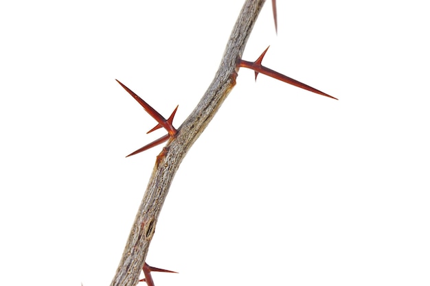 A branch of a tree with sharp long xiphoid thorns on a white background