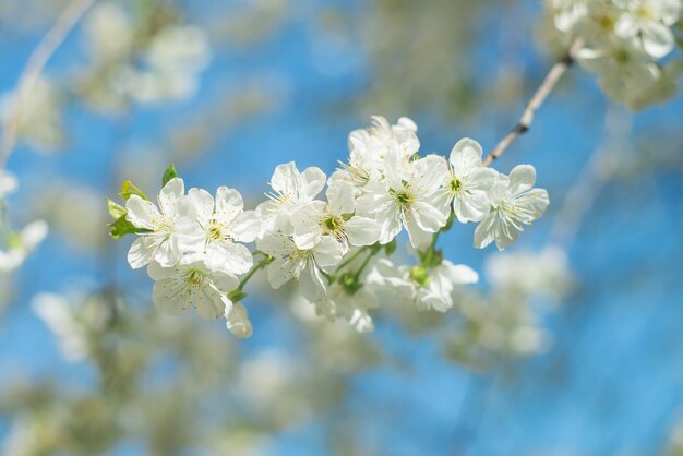 庭の白い花を持つ木の枝春の自然