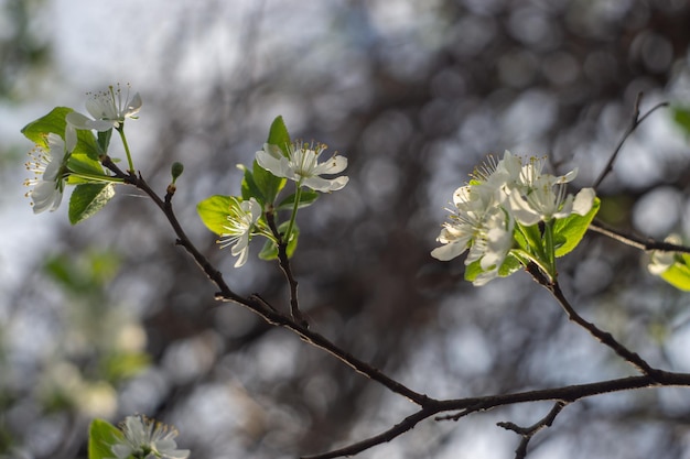 A branch of a tree with white flowers and green leaves