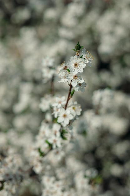 白い花が咲く木の枝