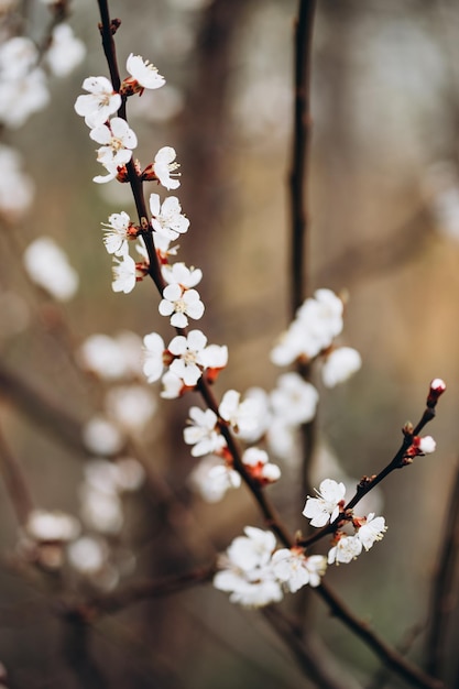 A branch of a tree with white flowers