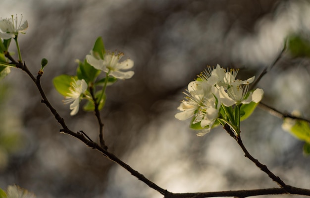 A branch of a tree with white flowers