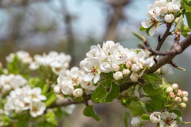 A branch of a tree with white flowers