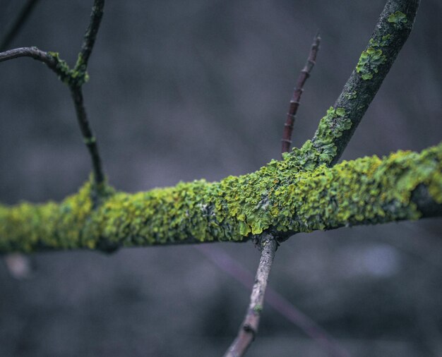 branch of a tree