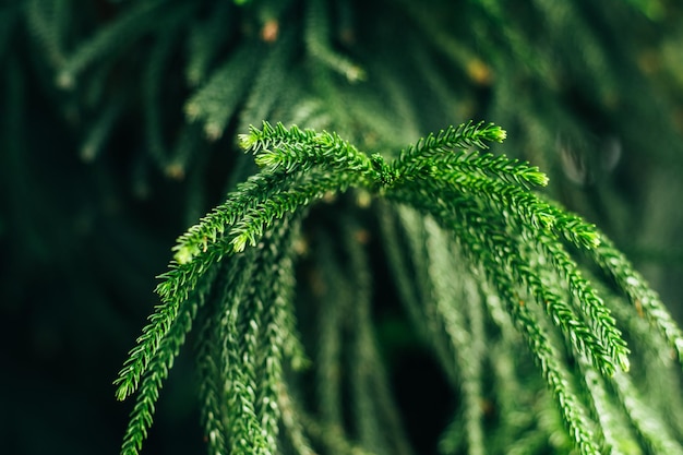 A branch of a tropical pine tree