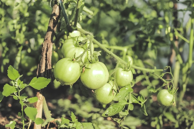 Branch of unripe tomatoes in the vegetable garden. Growing the tomatoes.