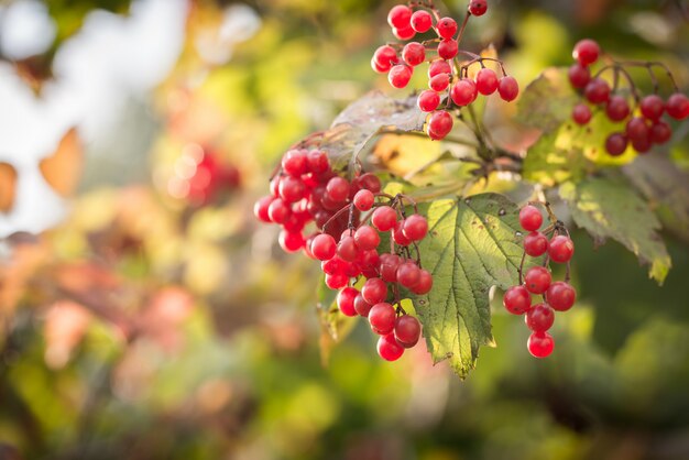 Branch of viburnum berries