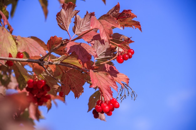 A branch of the viburnum tree . Red leaves. Autumn. The berry tree. Fruit tree.