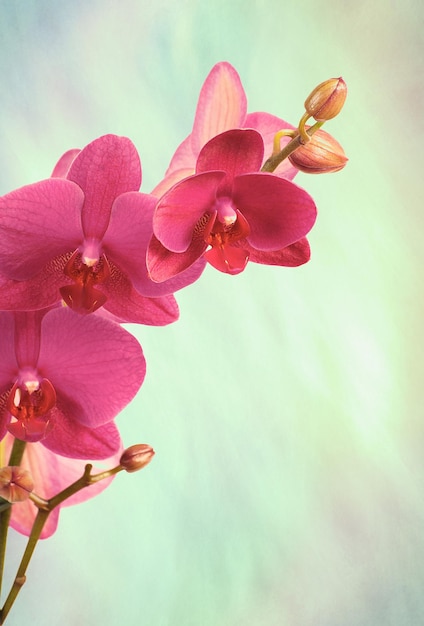 Филиал фиолетовые орхидеи, изолированные на белом