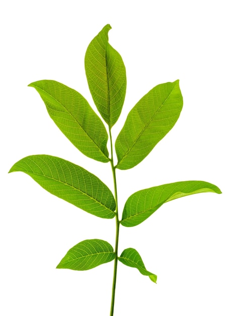 Branch of walnut isolated on white background