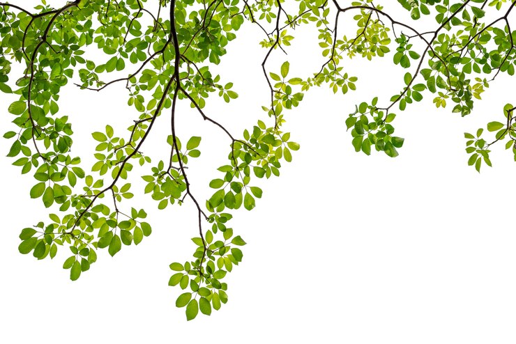 Photo branch on a white background
