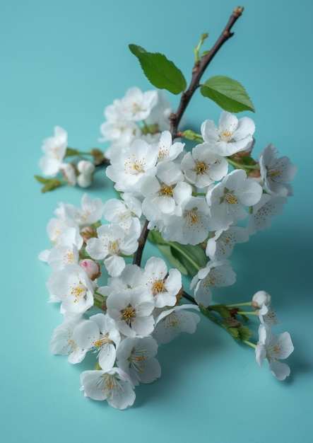 A branch of white flowers with green leaves and yellow stamens.